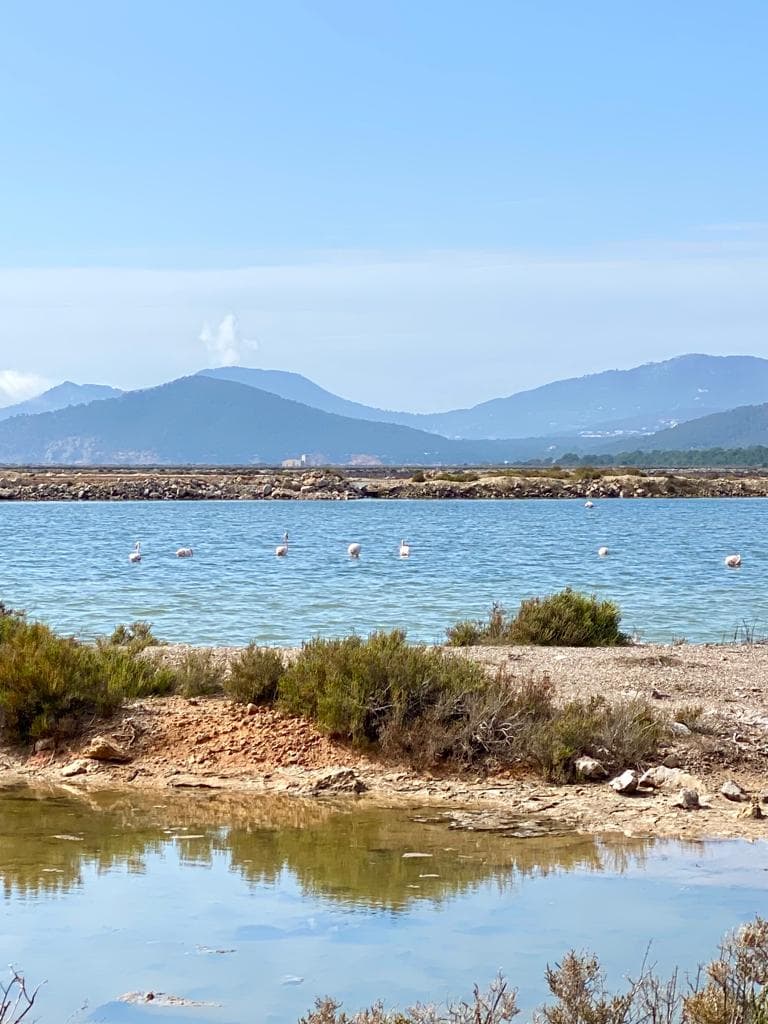 Flamingos in Ses Salines national park in Ibiza