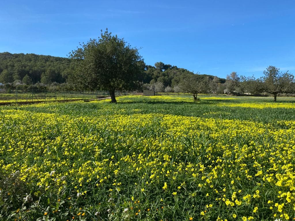 Winter countryside hike in Ibiza
