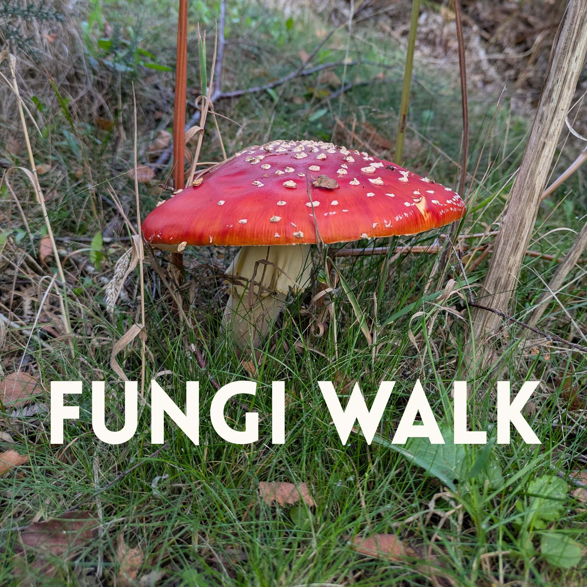 Fungi Walk 