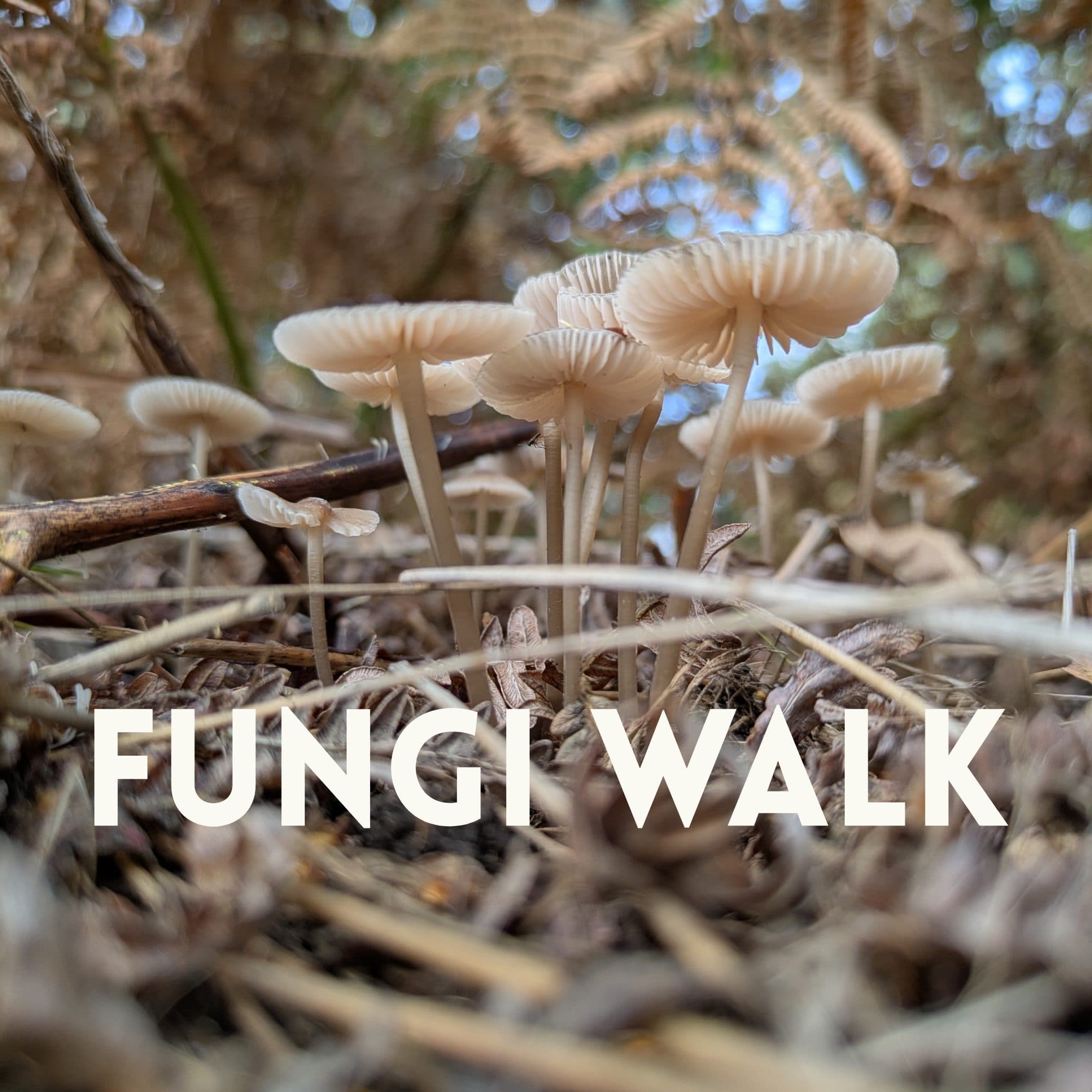 Fungi Walk 