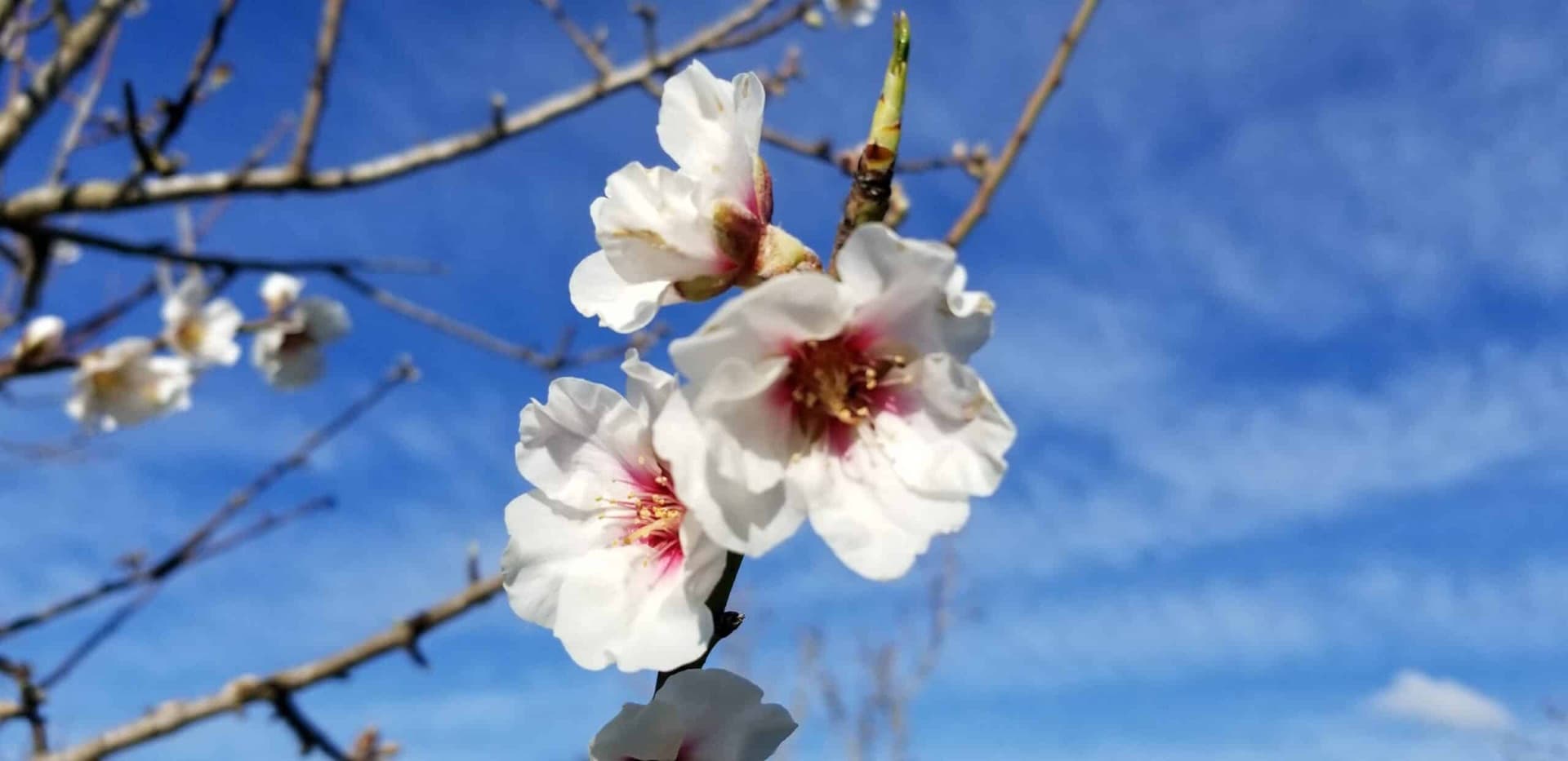 Almond Blossom eBike Experience