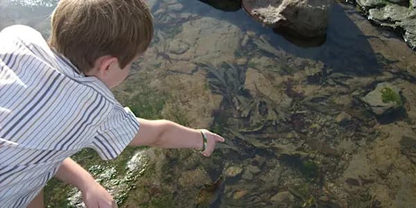 Naze Seashore Discovery