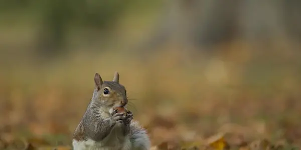 Spring in the City: Wildlife Photography in Christchurch Park