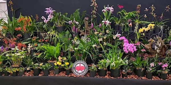 Bournemouth Orchid Society Spring Show & Trade Fair